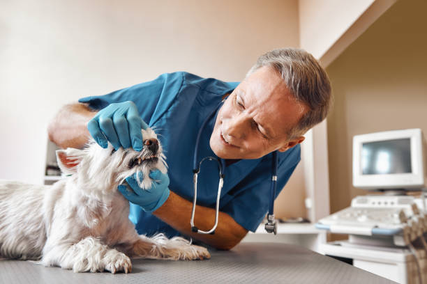 Best Emergency Dentist for Special Needs Patients in Port Ludlow, WA